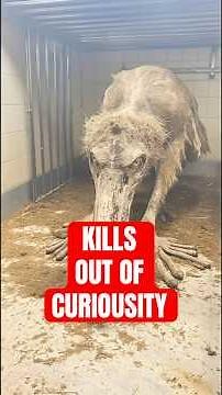 3 DANGEROUSLY CURIOUS Animals That Kill Humans