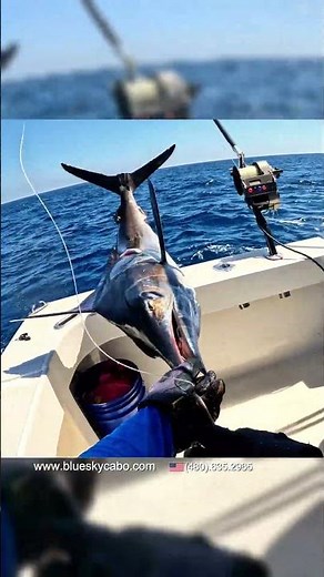 Big Marlin Catch And Release #catchandrelease #marlinfishing #cabosanlucas