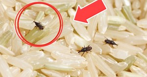 Easy Tips to Get Rid of Weevils in Your Rice and Pantry