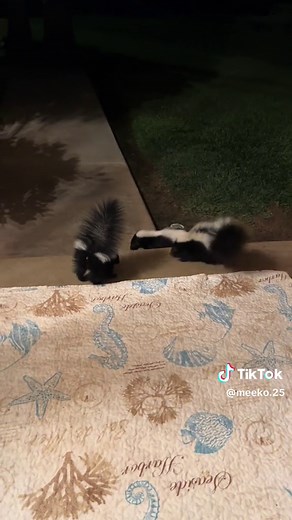 Adorable Baby Skunks Play with Their Mama | Wildlife Fun!