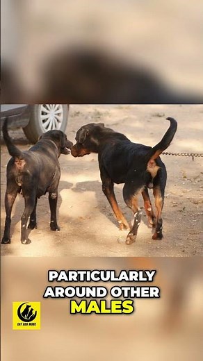 Understanding Dog Behavior - Dominance and Interactions