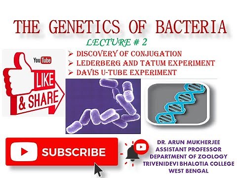 Lederberg & Tatum experiment#Davis u-tube experiment:Discovery of conjugation