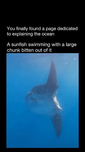 Explaining The Ocean on Instagram: "🌊 Meet the sunfish, one of the ocean’s strangest giants! Despite their odd, flattened shape, sunfish can grow over 10 feet long and weigh more than 2,000 pounds—making them the heaviest bony fish in the world. 🐟 They spend their days basking near the surface, soaking up sunlight (hence the name), but can dive hundreds of meters deep to hunt for jellyfish, squid, and small fish. Fun fact: female sunfish are super reproducers—they can release up to 300 million