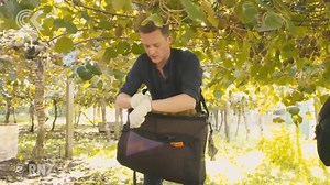 As you drive along the Bay of Plenty coast, there's sign after sign advertising for kiwifruit workers, but there aren't many New Zealanders willing to take on the work. Zac Fleming went picking to find out why. | Checkpoint