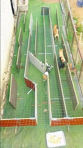 Difficulty: 🍀🍀🍀🍀🍀，Dogs in a maze #puppy #cute #pets #funny #dog