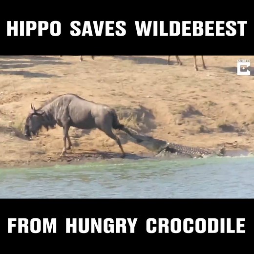 11M views · 21K shares | This crocodile thought had his next meal fully-planned...these hippos didn't agree  | LADbible | Facebook
