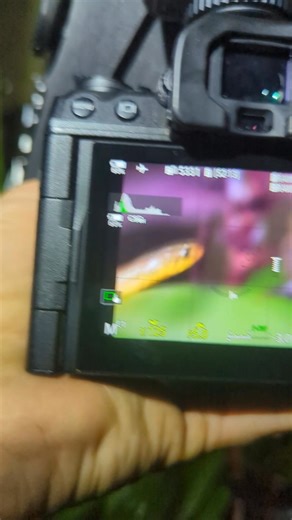 A Splash of Colour in the Marshes! 🌿🐍 Meet the Olive Marsh Snake (Natriciteres olivacea) — a small, semi-aquatic species with an amazing range of colours! From rich olive greens to golden browns and even hints of grey, each individual seems to wear its own unique shade. These snakes are often found near water — in swamps, wetlands, and marshy areas — where they feed on frogs and small fish. Despite their striking appearance, they’re non-venomous and completely harmless to people. This beautifu