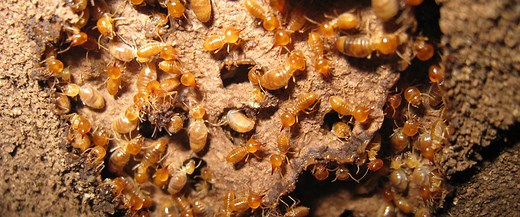 Termite Identification Guide