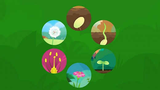 What are the stages of a plant's life cycle? - BBC Bitesize