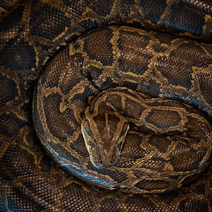 Conservancy captures most massive Burmese python in Florida | Conservancy of Southwest Florida