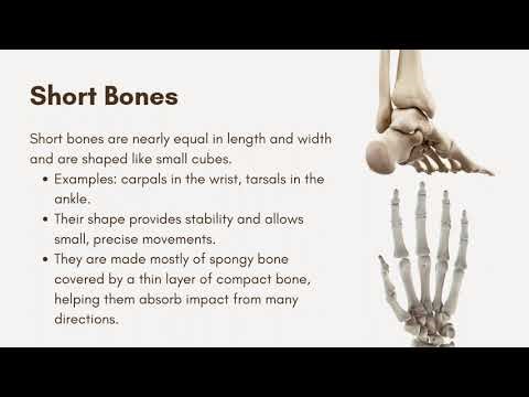 Types of Bones Explained | How Bone Shapes Support Movement & Protection