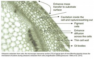 Sonication for Cell Lysis: Cell Disruption and Extraction