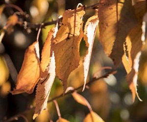 5 Reasons Cherry Trees Get Yellow Leaves (& How To Fix It)