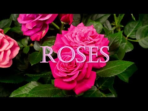 World's MOST Beautiful ROSES 🌺 Relaxing Rose Garden Walks 🌹 Enchanting Rosas for Rosarians