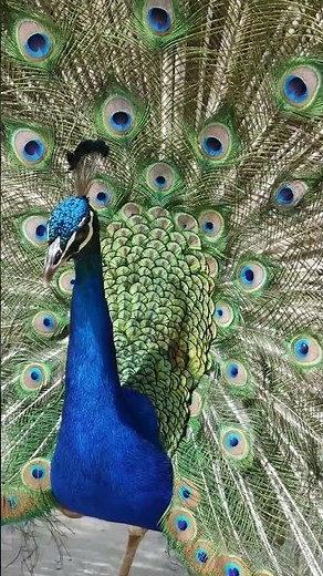 Peacock Feathers Display