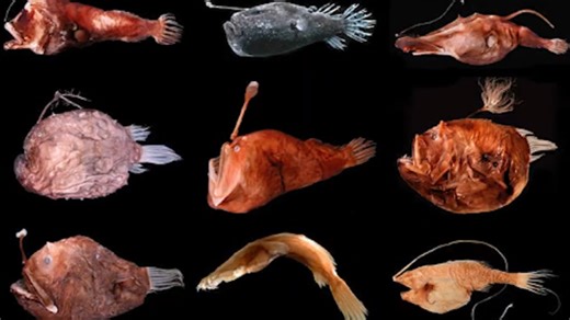 The Weirdest Reproductive Organs in Nature