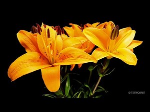 Lilies Blossoms Flowering Timelapse