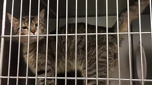 16 reactions · 22 shares | FINLAND - ID #A195444 Male / approx. 1-2...