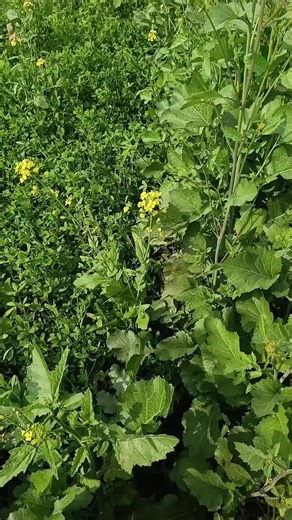 ꧁༺༒HoT🥵 BoY༒༻ ꧂ (@user_355365)’s videos with original sound - Tharki Munde 420