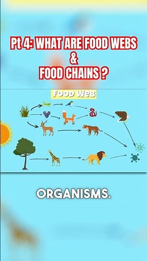 Part 4: 🔥 Food Webs & Food Chains Explained! 🌿🐾