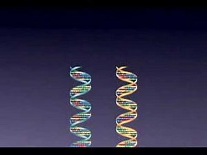SNPs - Single Nucleotide Polymorphisms
