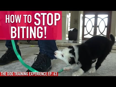 How to Train Your Puppy to STOP BITING, Watch How Long it Actually Takes!