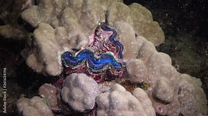 Mollusc, Bivalve (Tridacna Maxima) bivalve mollusk, grown among corals on the reef in the Red Sea, Marsa Alam, Egypt