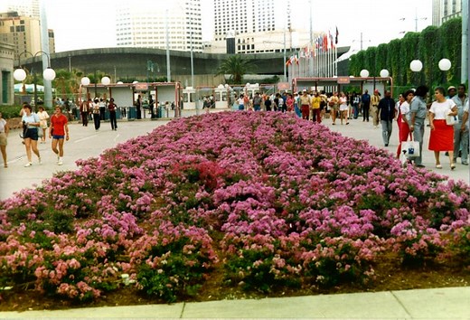 PURPLE Crape Myrtles Available as Miniatures, Dwarves, Medium Height or Standard Trees.