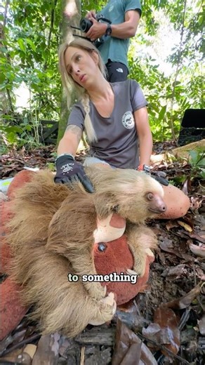 Studying Sloths: BTS with the Sloth Conservation Foundation 🦥
