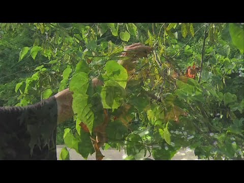 Notice the tips of tree branches dead? Here's why