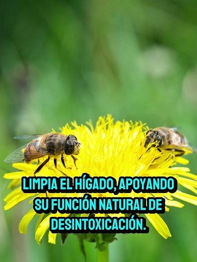 Diente de león: la flor que desintoxica tu cuerpo desde adentro 🌼 | Medicina ancestral y natural