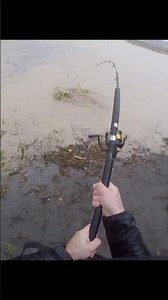 Catfish on the surface in muddy water 🎣🌊😨 #fishing #catfish #silure #crue