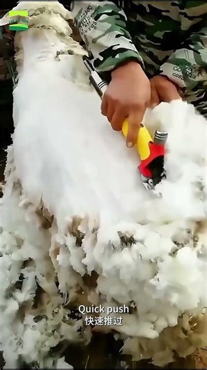 Clipper|Practical tools for the farm #farming #tools#greatfarm #goat #sheep