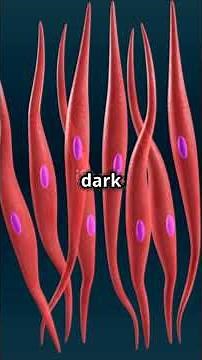 Unveiling the Secrets of Skeletal Muscles!