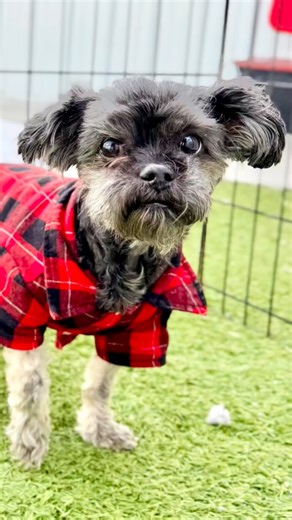 NMDR on Instagram: "Meet Felix — our sweet 10‑year‑old Shih‑Poo with a heart as gentle as his little paws 💛 Felix came to us as a transfer from a local rescue after his loving owner could no longer care for him due to medical reasons. He’s known the comfort of a home, and you can feel it in the way he leans in for affection, content to spend his days snuggled in your lap or curled up at your feet. He enjoys a little time outdoors, but his true happy place is right beside his person — cozy, calm