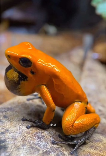 Exploring the Sounds of Frogs and Nature