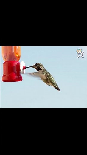 How Hummingbirds Survive The Impossible
