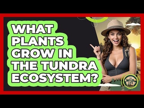 What Plants Grow In The Tundra Ecosystem? - The Wild Life Explorer