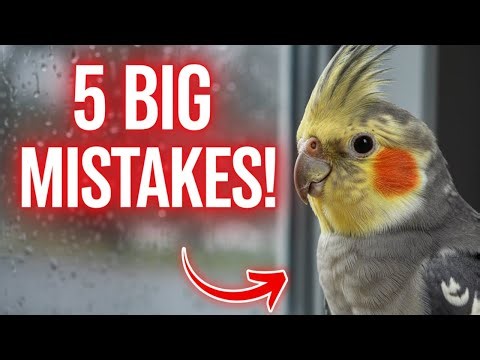Stop Making These 5 Cockatiel Mistakes