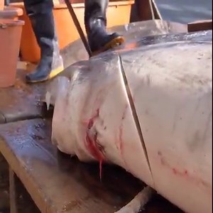 1.5K views · 41 reactions | Amazing giant sunfish cutting and cooking skills | Patrick164 | Facebook