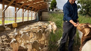 How Farmers Scale Up Goat Farming for Quality Meat