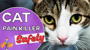 Is Metacam Safe? Will it Really Kill Your Cat? — Our Pet's Health