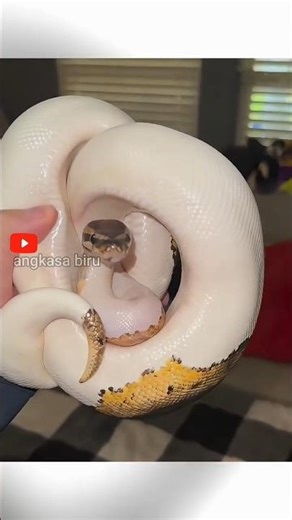 The Snake That Turns Into a Living Ball and Incubates Eggs, Ball Python.#animalfacts #ballpython ...