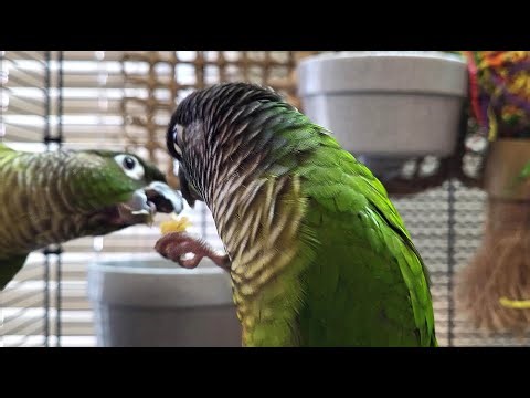 7 hours of relaxing conure parakeet sounds
