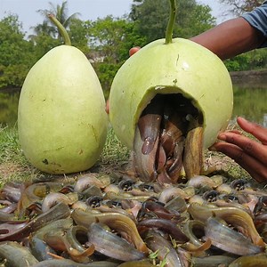 182K views · 2.1K reactions | Unique Fish Trapping Video 2022 In Village Pond I Best Fishing Video I Beautiful Trap Made by Hand #stingingcatfish #fishtrap #fishing | Fisherman Animal Lover-Original | Facebook