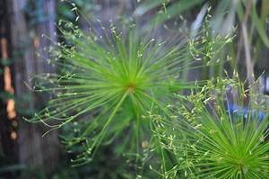 Cyperus haspan - Alchetron, The Free Social Encyclopedia