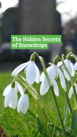 3.6K views · 116 reactions | Snowdrops are one of our most iconic...