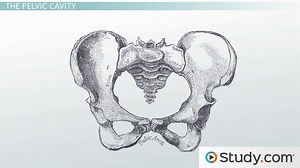 Pelvis | Definition, Anatomy & Functions