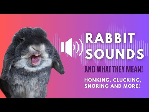 Rabbit Sounds Explained: What Every Noise Means!