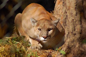 Mountain Lion Hunting is a True Test of a Hunter's Skills